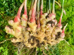小黃姜 (Fresh Young Ginger)