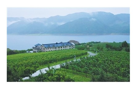 有世界最大“野生山葡萄”原酒貯藏窖，所產(chǎn)葡萄酒為開國大典專用酒  在“北國山城”品“東方波爾多”——“北冰紅”