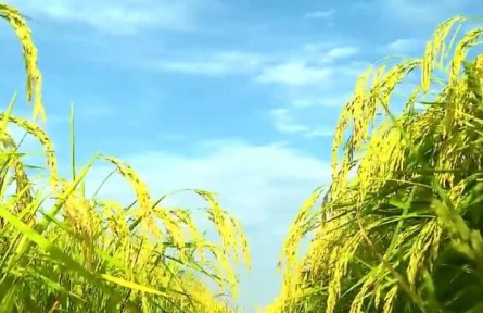黑龍江：以科技為筆 巧算綠色農業(yè)“加減法”