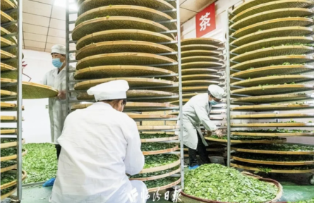 品牌智庫建議③：“安澤連翹”蝶變“致富金豆豆”