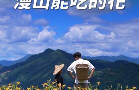 豐收的季節(jié)，那一年種下的黃花菜盛開了
