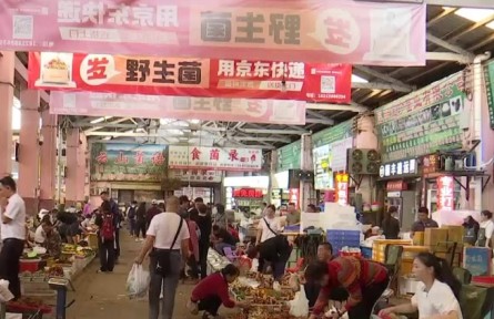 保護(hù)生態(tài) 科技支撐 做強(qiáng)市場(chǎng) 云南推動(dòng)食用菌產(chǎn)業(yè)高質(zhì)量發(fā)展