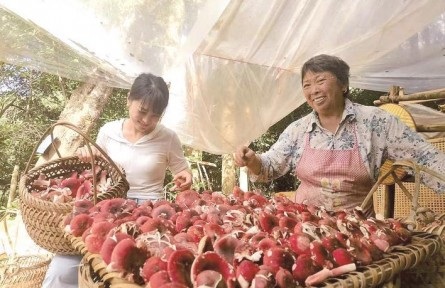 福建三明大田：林改讓青山變金山