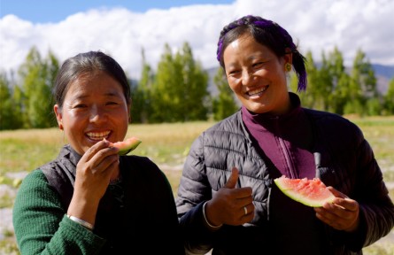 西藏首次！日喀則成功規(guī)?；N植高海拔露地西瓜