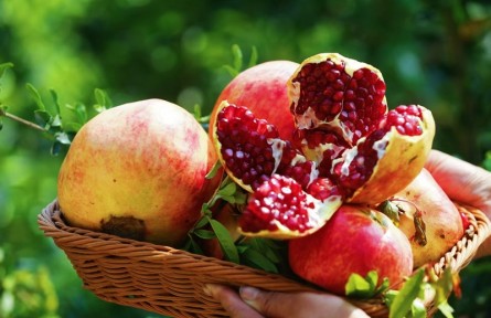 河北保定：石榴熟了