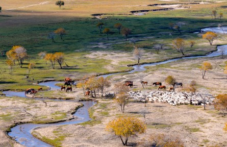 內(nèi)蒙古赤峰：金黃草原上牛羊悠然覓食