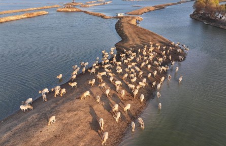 從39頭增至8500余頭！中國復壯全球最大麋鹿基因庫