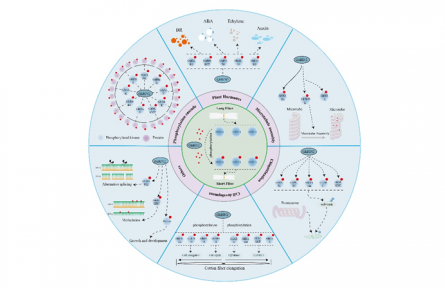 蛋白激酶調(diào)控棉花纖維伸長