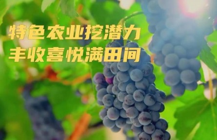 特色農(nóng)業(yè)挖潛力 豐收喜悅滿(mǎn)田間