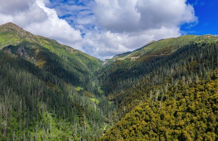 科技名詞|森林線 forest line，forest limit