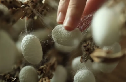 家鄉(xiāng)農(nóng)產(chǎn)品大學(xué)生推薦官 | 品牌手記?：國家農(nóng)業(yè)文化遺產(chǎn)——陽城桑蠶的文明與價(jià)值