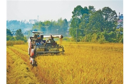 搶！應對連陰雨，秋收一線直擊