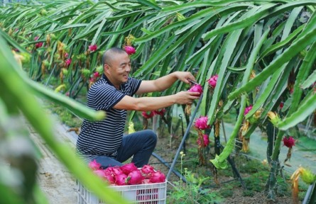 縣融記者：“大棚經(jīng)濟(jì)”助農(nóng)增收