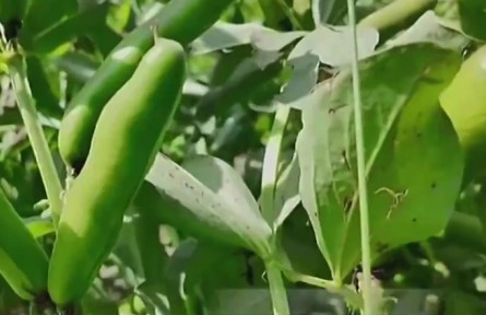 青海：科技育“金豆” 高原蠶豆鋪就致富路