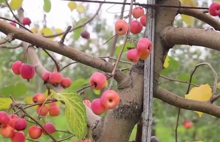 陜西延安：小蘋(píng)果成就富民大產(chǎn)業(yè)