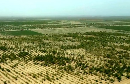 從鎖邊到擴(kuò)邊 新疆繪就綠染黃沙新畫(huà)卷