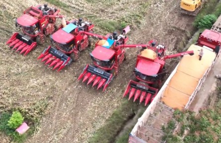 持續(xù)陰雨，河南秋糧怎么收？