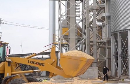 持續(xù)陰雨后，河南濕糧收完如何烘干晾曬？