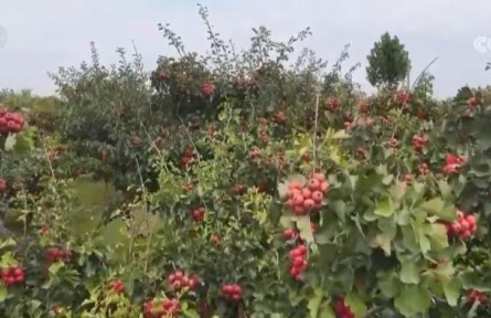 山楂紅、蘋(píng)果甜、紫菜鮮 看金秋中國(guó)豐收?qǐng)D景