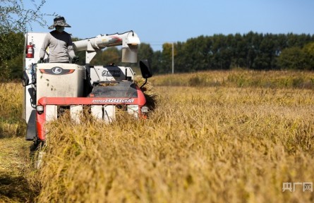 秋糧收獲已過(guò)八成 合力筑牢豐收基礎(chǔ)