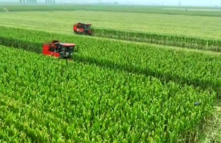 河北：密植良技創(chuàng)高產 師徒再破“噸糧”關