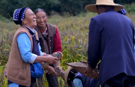 云南洱海之源：稻豐魚肥 一地雙收