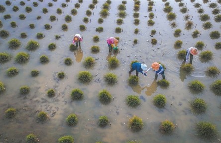 為育種，科學(xué)家給野生稻“理發(fā)”