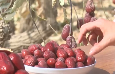 新疆和田地區(qū)：沙地甜果“撬動(dòng)”大市場(chǎng) 特色產(chǎn)業(yè)富了百姓、美了鄉(xiāng)村