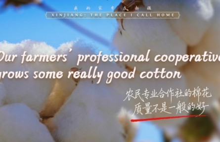 我的家鄉(xiāng)在新疆｜農(nóng)民專(zhuān)業(yè)合作社的棉花，質(zhì)量不是一般的好