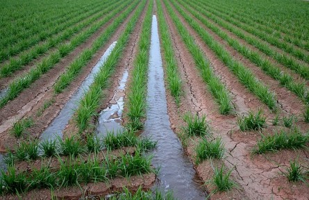 科技名詞|田間持水量 field capacity