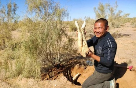 內(nèi)蒙古阿拉善:“一株藥草”中的沙漠致富經(jīng)