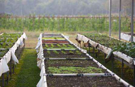 科技名詞|有機食品 organic food