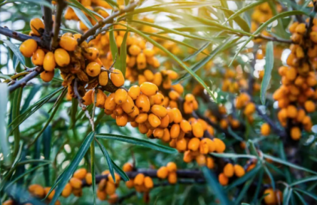 家鄉(xiāng)特優(yōu)農(nóng)產(chǎn)品大學(xué)生推薦官 | 品牌手記?:從山溝野果到致富金果——呂梁山沙棘的鄉(xiāng)村振興征程