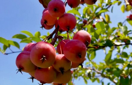 又見(jiàn)海棠果兒紅 碩果累累美如畫(huà)（孫寧）