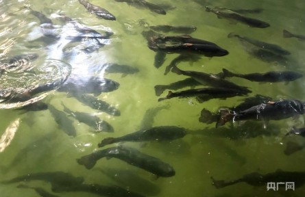 一尾三文魚見證中國漁業(yè)從近岸躍向深藍(lán)