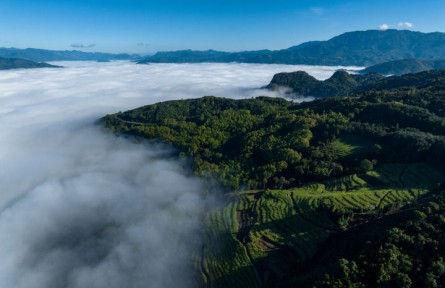 一杯臨滄茶，品出獨(dú)特回甘