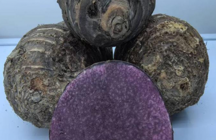 科技賦能 “芋”見未來——江蘇省泰州市農(nóng)科院驅(qū)動(dòng)芋頭產(chǎn)業(yè)創(chuàng)新發(fā)展