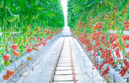 辟謠|反季蔬菜沒營養(yǎng)不安全嗎？