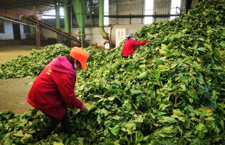 丹江桑風(fēng)拂中原——河南桑蠶產(chǎn)業(yè)既強生態(tài)又生金