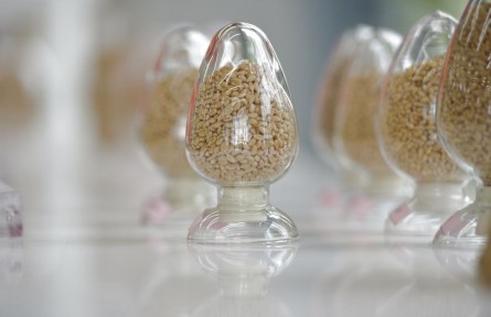 端穩(wěn)中國飯碗！農(nóng)作物自育品種超95%